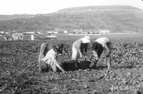 Récolte de pommes de terre (Meurthe-et-Moselle)